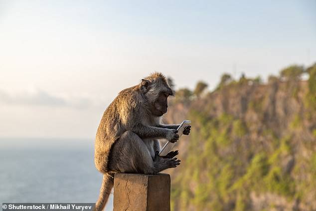 未来的高智商猴子？巴厘岛猴子学会勒索，给足赎金才归还物品