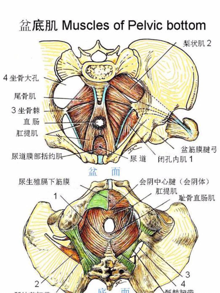 盆底肌肌肉解剖图高清图片