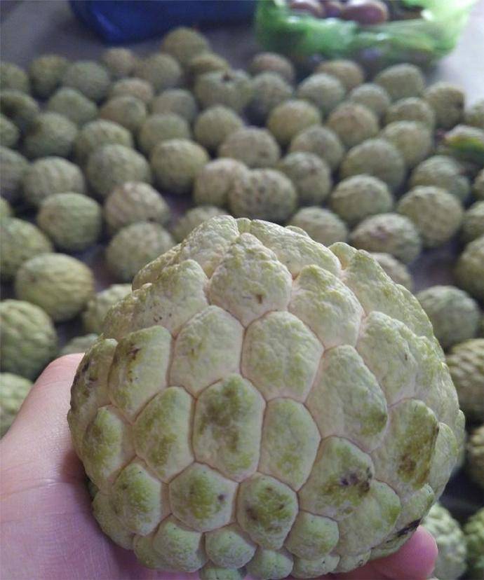 釋迦果的甜度你能接受嗎？非常，非常甜。 熱愛美食 第2张
