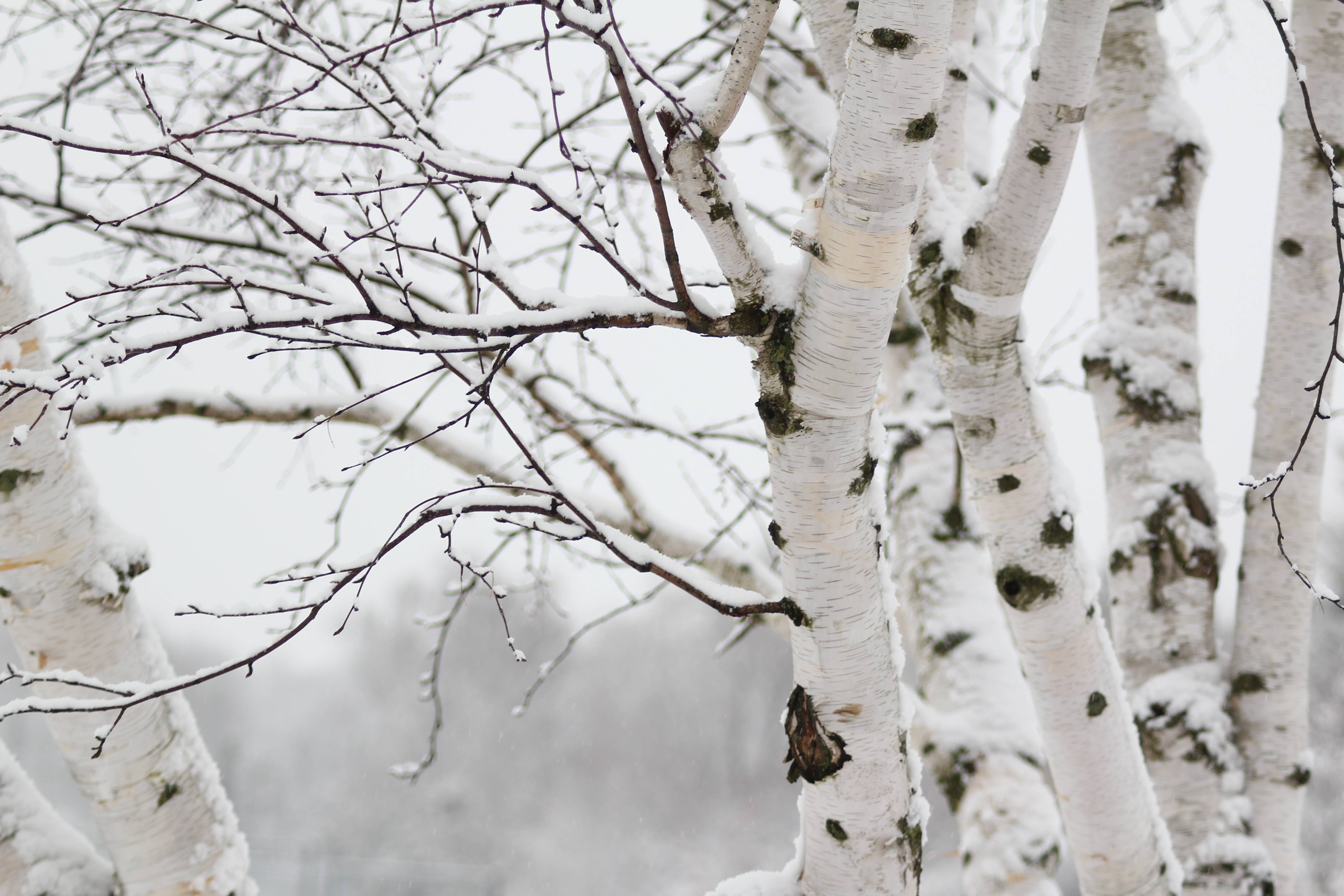 白桦林集锦走过春夏秋冬看一年中的白桦林景色