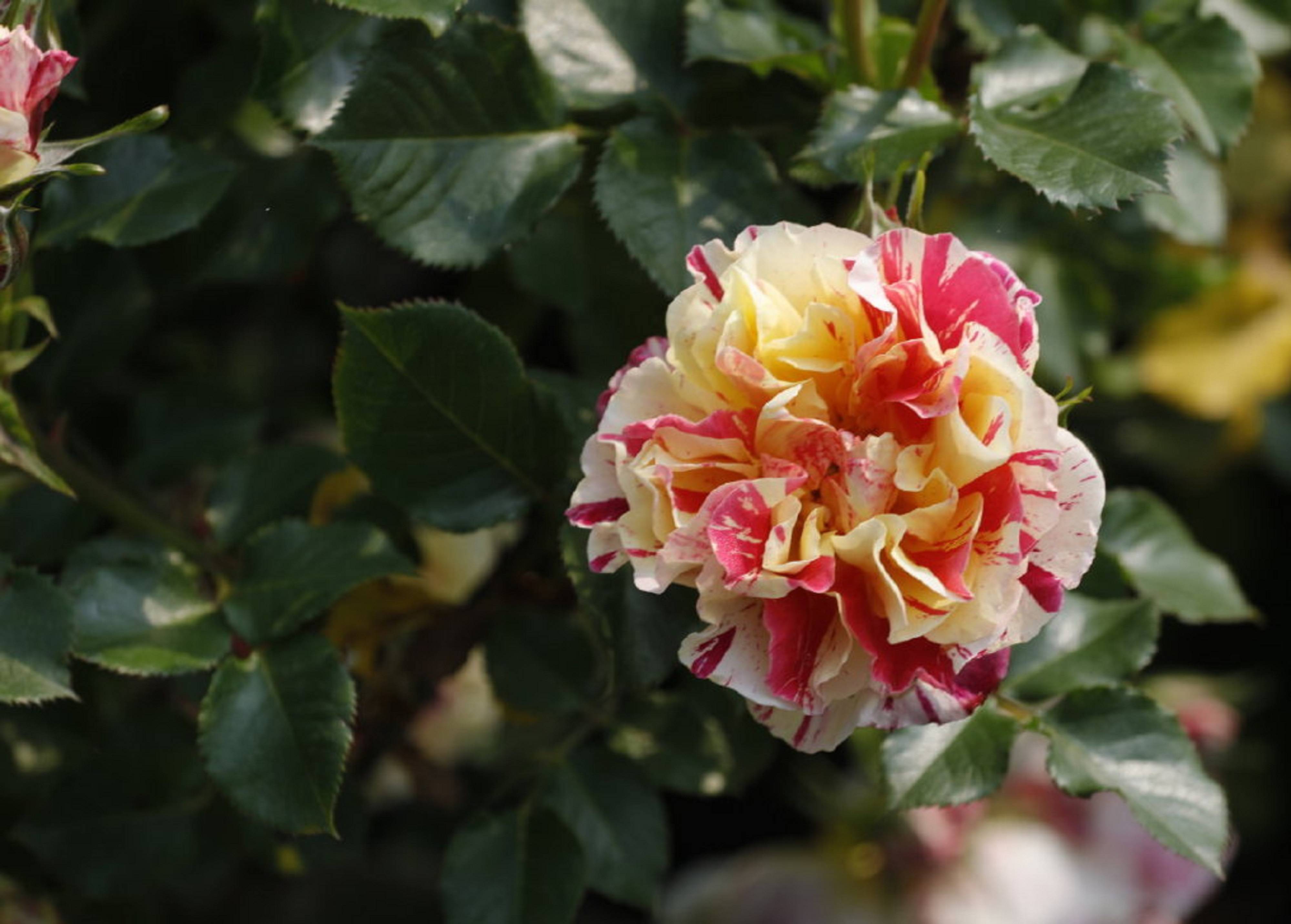 红黄双色条纹月季,跳脱的色彩,来给冬日一点热闹的气氛吧