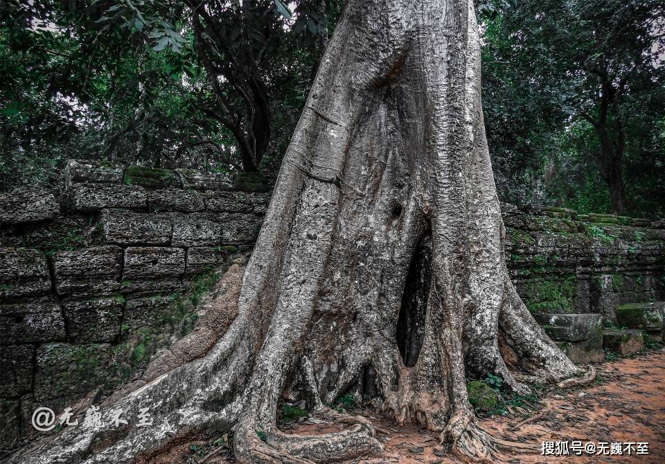 原创塔布隆寺古树与神庙的爱恨情仇化作生死相依的永世缠绵
