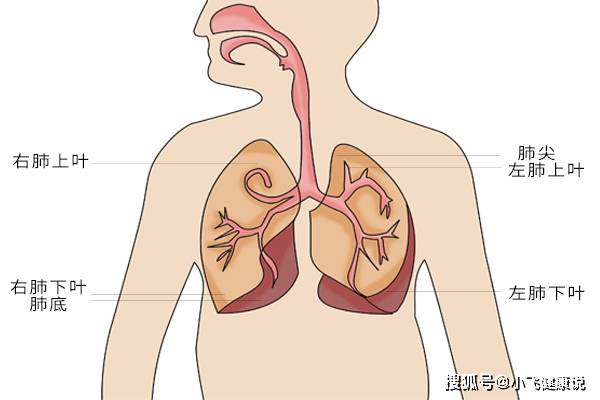 肺出问题 头部或先知 若头上出现3个不对劲 请尽快检查肺功能 肺部