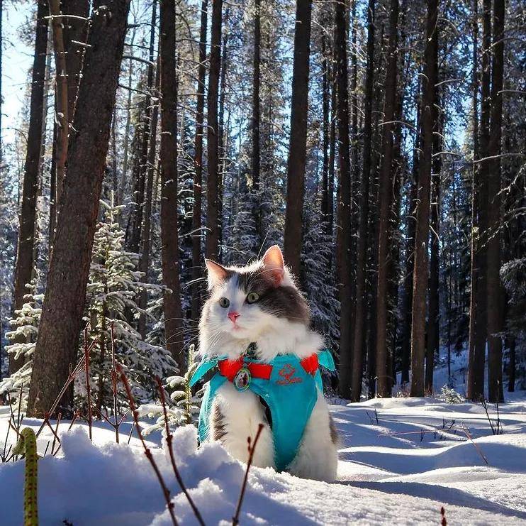 原创滑雪溜冰爬雪山加拿大的猫冬天都在勇闯天涯