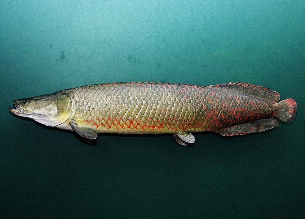 巨骨舌鱼尾部鳞片,浓浓中国风 因为它体型在骨舌鱼中显得太大,太独特