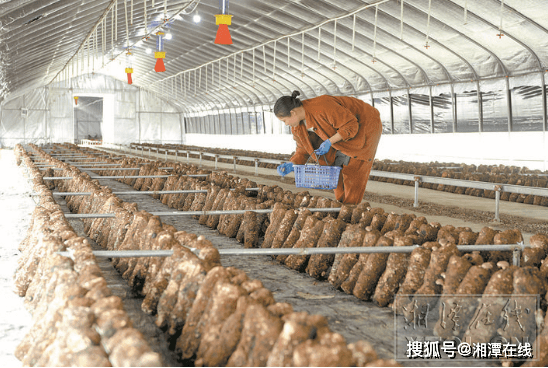 姜畲镇泉塘子村春雨菌业种植基地,工作人员正在采摘蘑菇.