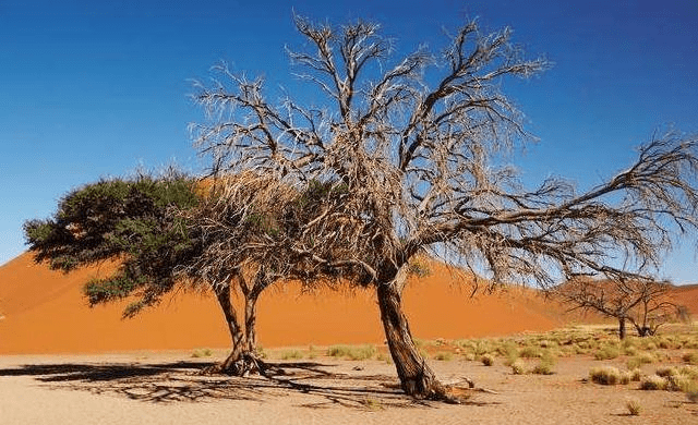 世界五大沙漠，最古老的沙漠在非洲，那你知道最冷的沙漠么？