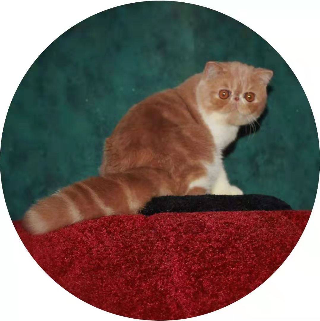 第二期东北繁育达人秀名单 喵届冠军 Cfa血统 10年繁育经验达人都在这里 主理