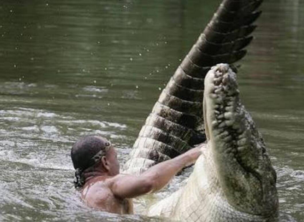 驯服鳄鱼有多难人类有办法做到吗