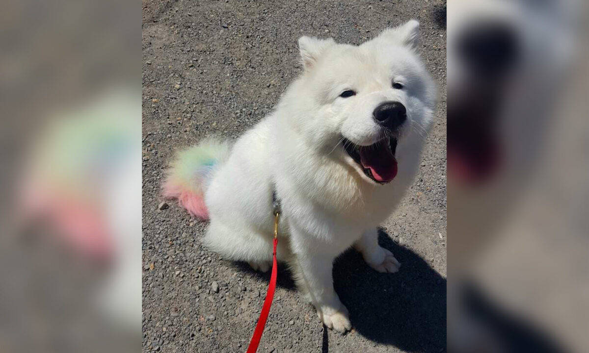 萨摩耶爱掉毛,女主人巧手废物再利用,做成实用可爱毛靴