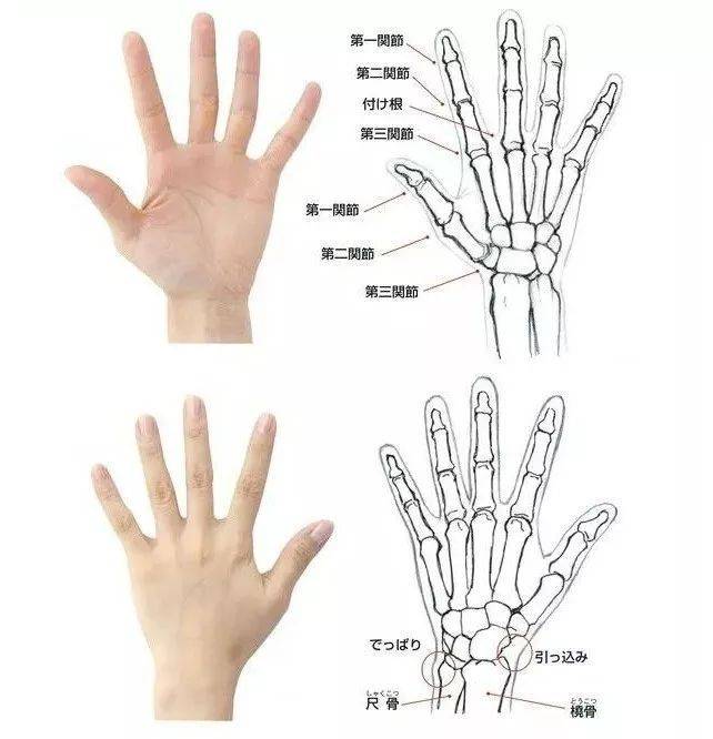 手的结构,还是那句话,你想画人体,就要了解人体解剖,你想要画手,就要