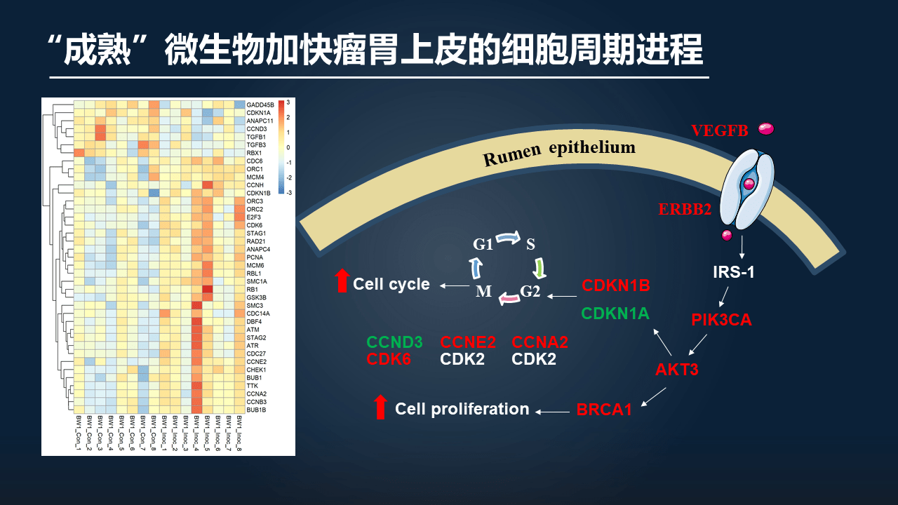 王佳堃10分钟讲述日粮好菌给力羊宝宝瘤胃发育就是好