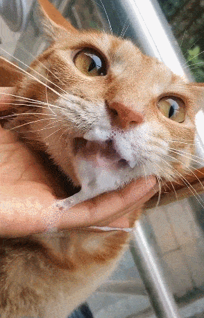 猫咪呕吐表情包gif图片