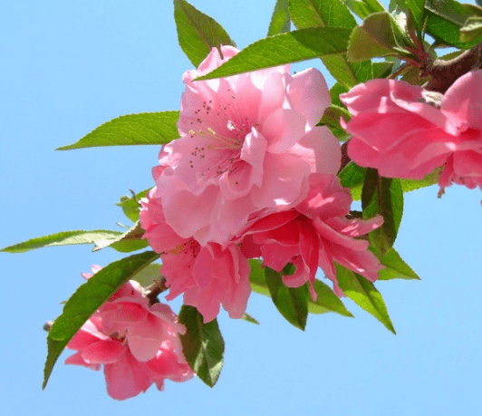 1月下旬 4属相开门见喜 吉星进门 财运旺盛 日子红火 桃花运