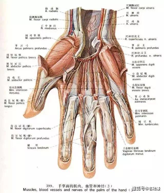 手掌解剖结构图图片