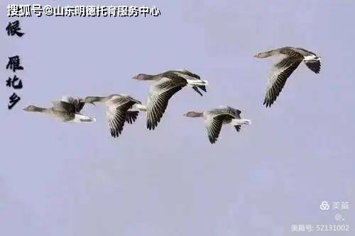 巢鹊什么成语_鹊始巢图片