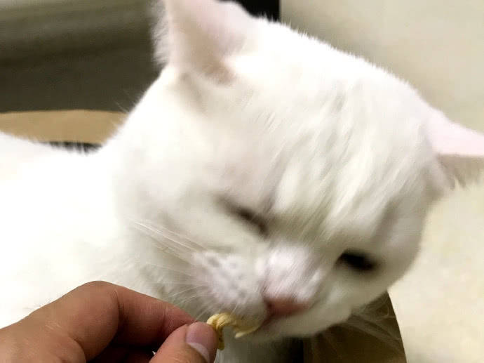 鏟屎官餵小貓咪吃魚干，小貓咪歪頭嘲笑，貓咪：這魚太油膩！ 萌趣萌寵 第3张