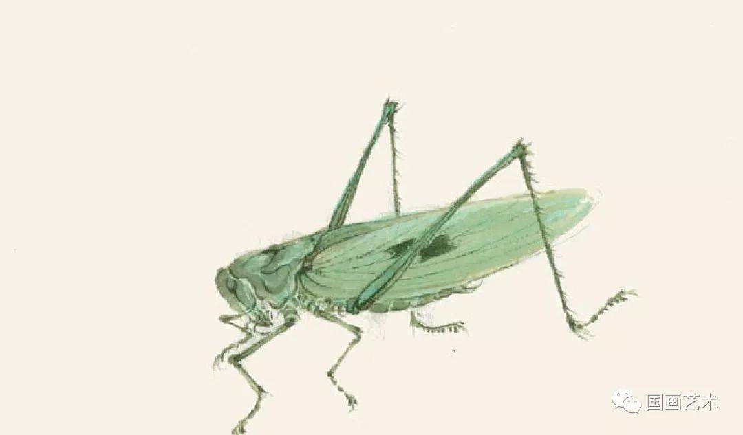 伴草之虫蚱蜢蝗虫络纬螳螂画法示范