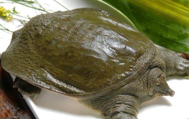 甲鱼,其实就是我们经常说的鳖,在我们南方又被叫潭鱼,嘉鱼.