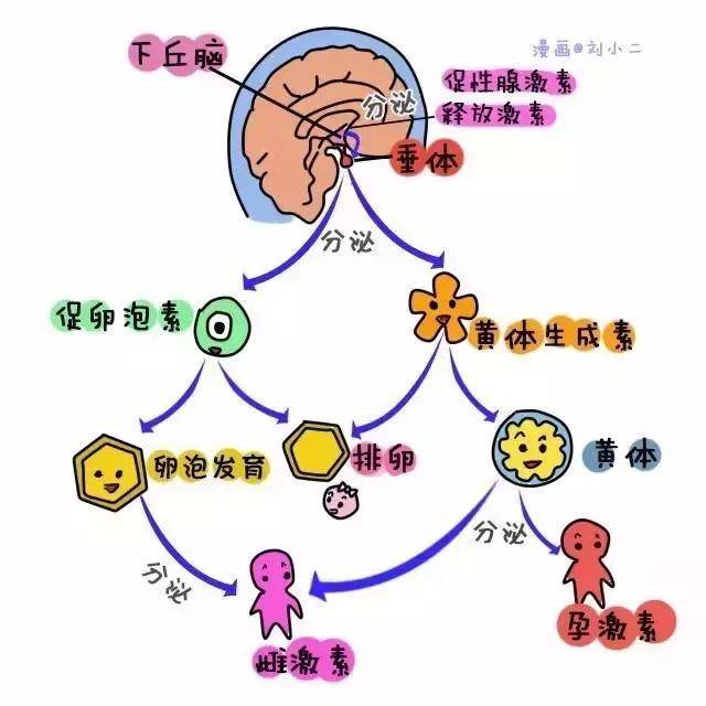 fsh高能做試管嬰兒嗎fsh與卵泡發育的關係