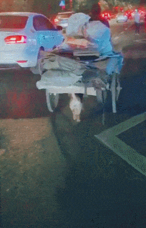狗狗幫主人推車，一人一狗相依為伴，狗雖小卻比人強！ 萌趣萌寵 第6张