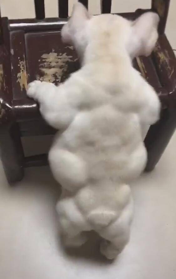 狗狗一身的腱子肉，找不出一塊肥肉，鬼知道狗經歷了什麼？ 萌趣萌寵 第3张