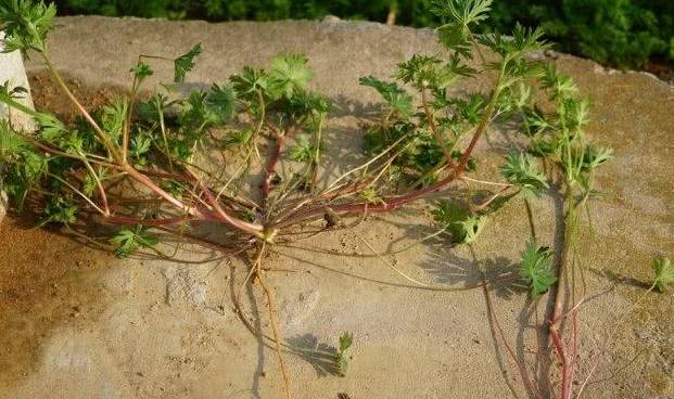 农村有种野草,农民见一次铲一次,殊不知它好珍贵,能治老风湿