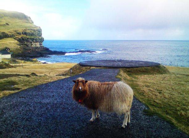 世界上最“搞笑”的岛屿：引进3只羊当乐趣，最后差点被羊吃没了