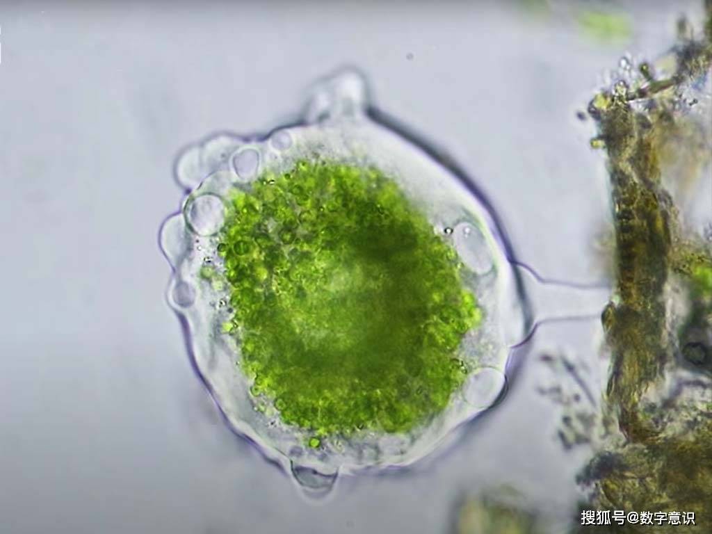 变形虫吞噬绿藻后与其共生