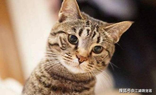 想养狸花猫吗 带你了解它的优点和缺点 希望你也喜欢它 主人