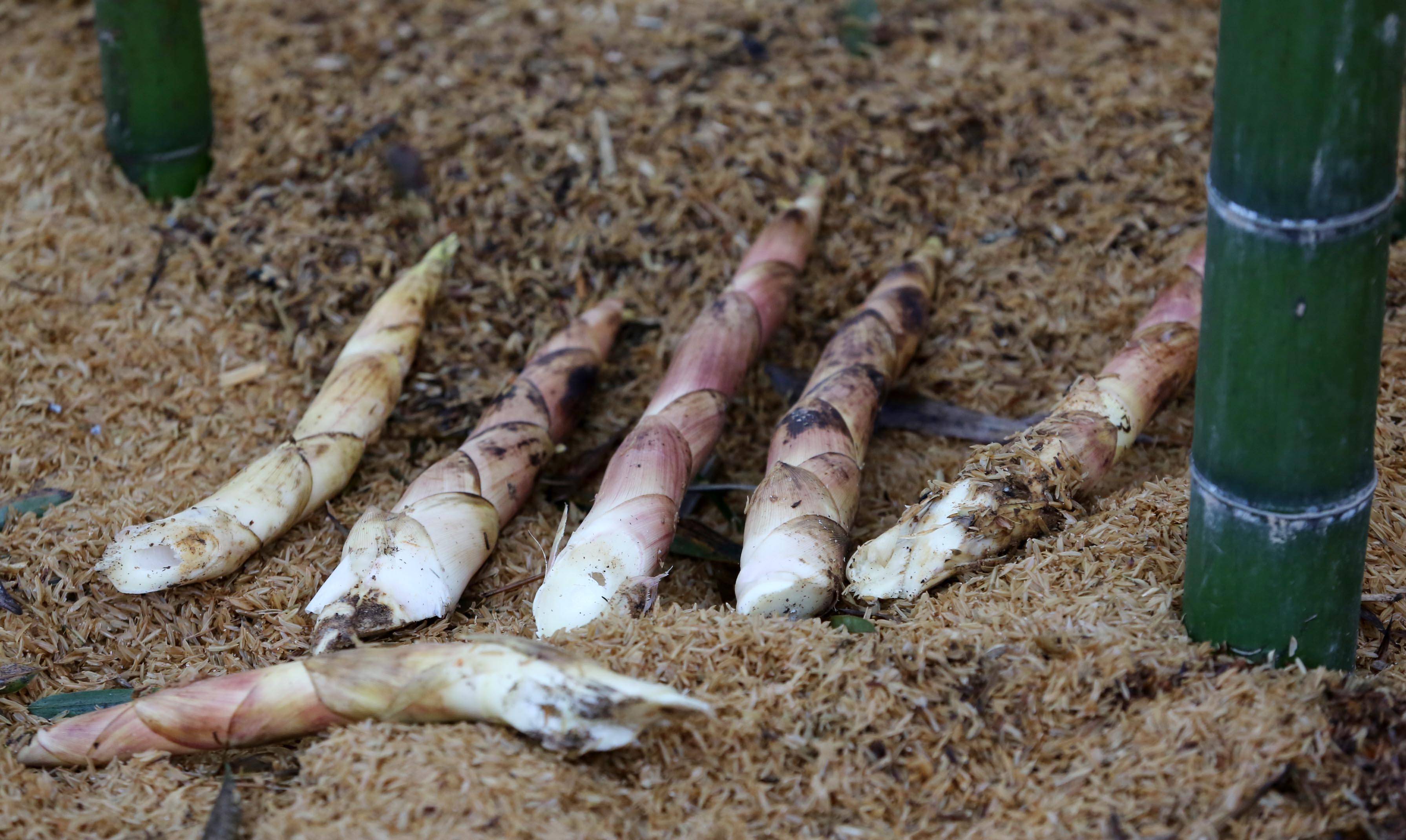上市大杭州冬日最爱的那一口鲜开市华东地区最大的竹笋交易市场