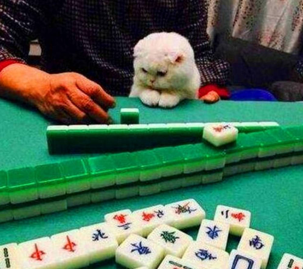 貓咪圍觀主人打牌，突然做出這個舉動，牌友們看了都哈哈大笑 萌趣萌寵 第2张