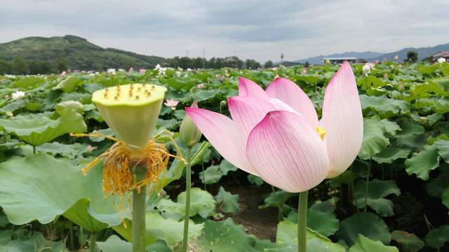 湖南省郴州市资兴市，美丽流华湾，精彩荷花节（五）