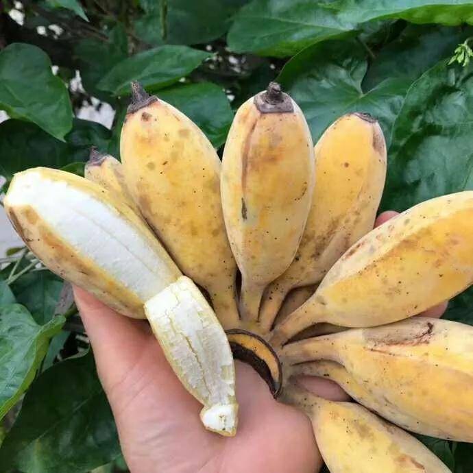 香蕉、芭蕉、米蕉，你吃過哪幾種蕉？ 熱愛美食 第4张