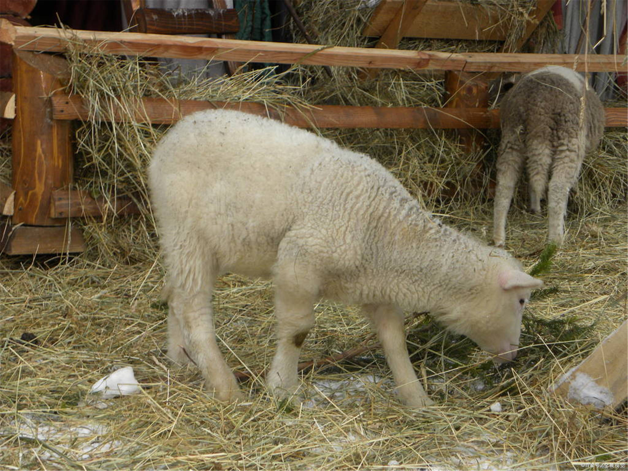 冬天养羊如何御寒要想羊安全轻松过冬这几点一定要注意