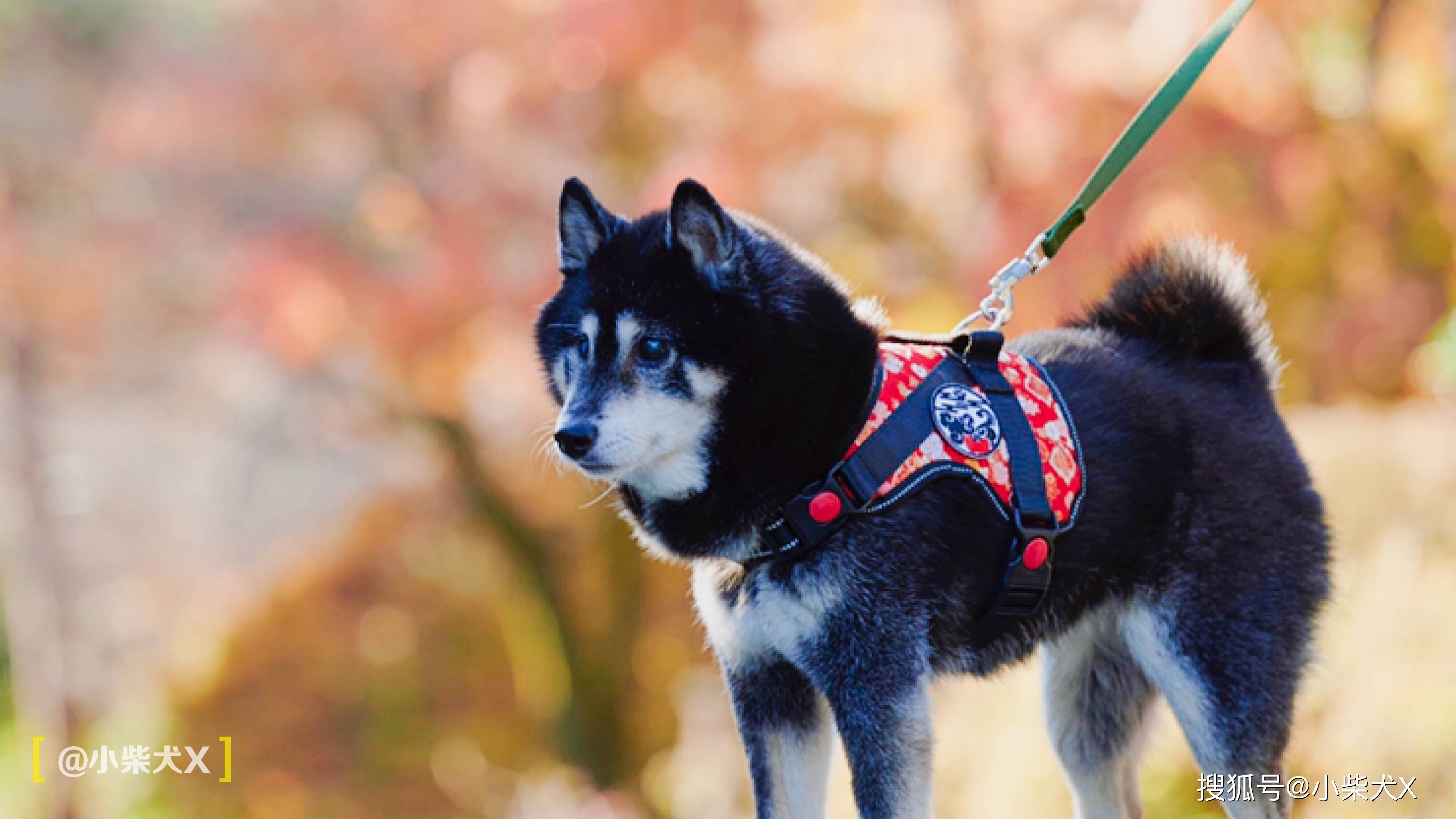 一对日本夫妇设计了最具日本传统特色的狗狗用品太适合柴犬了