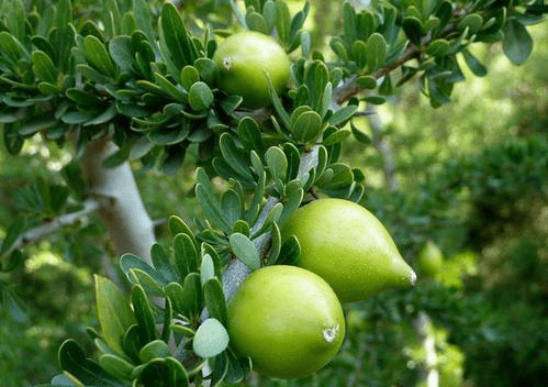 沐浴油常见油脂成分有哪些?