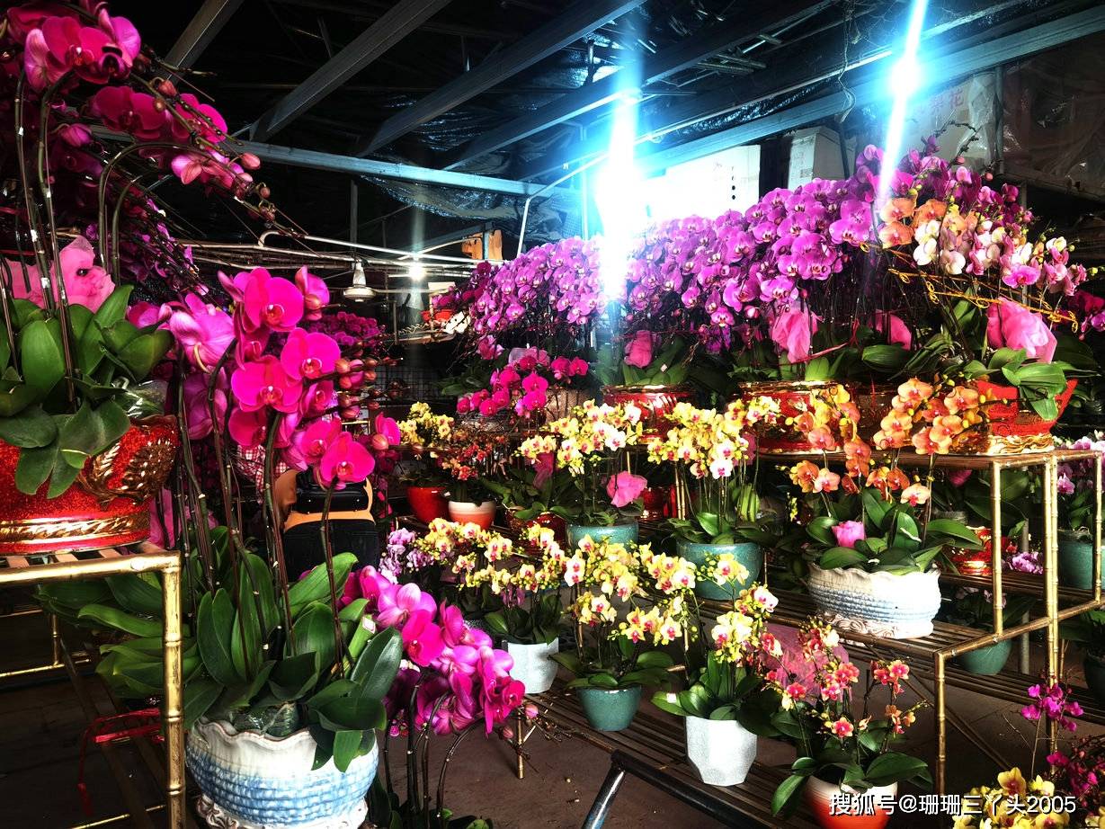 广州地铁旁的花卉市场,买花像吃快餐,丰俭由人,3元起就有交易