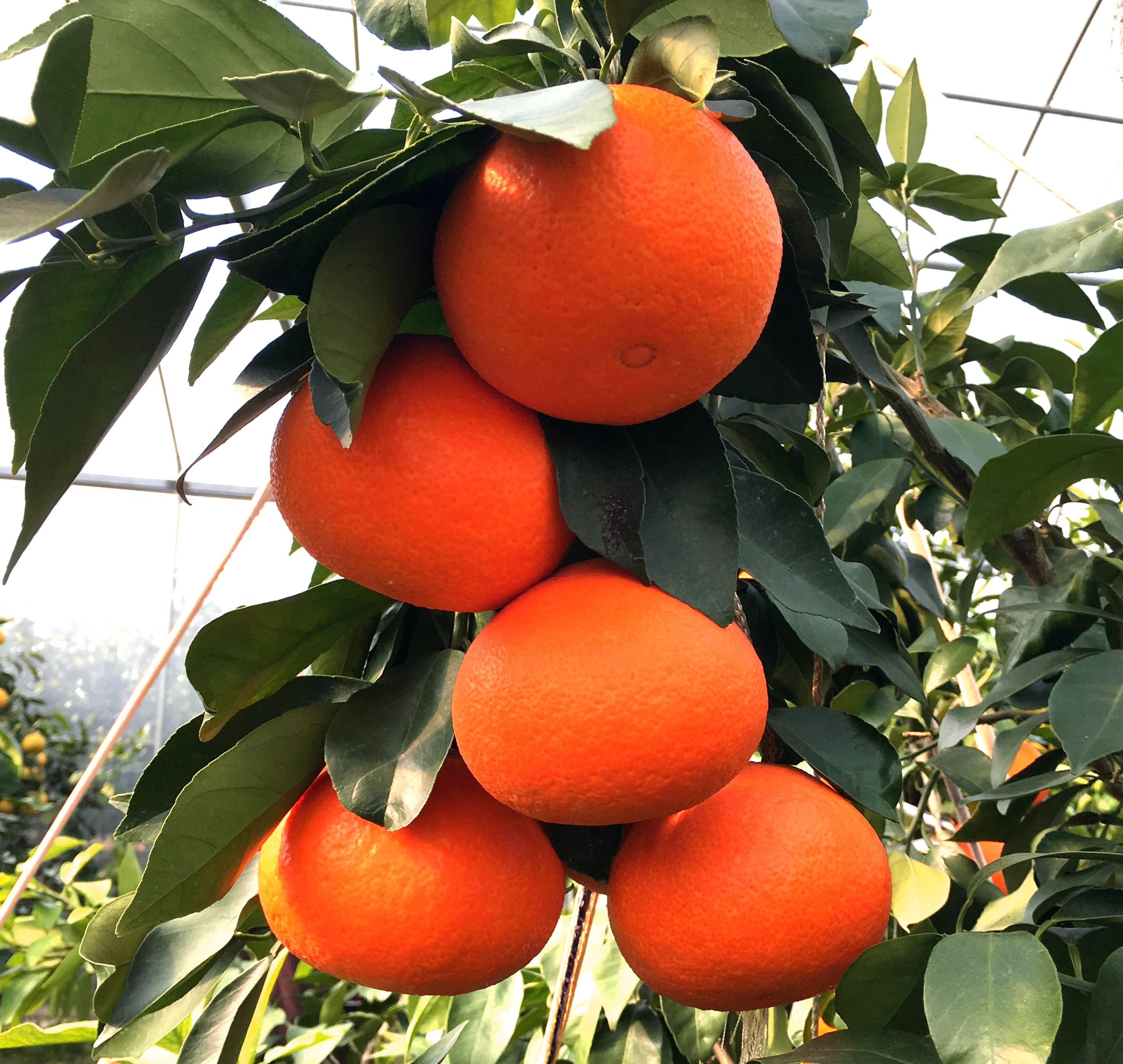 "湘南红"柑橘,是由浏阳市兴乐农业科技开发有限公司经过5年多时间培育