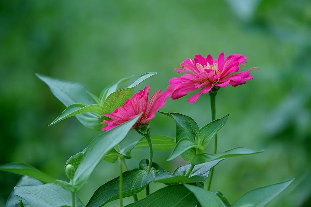 百日草代表"步步高升",开花时间可达100天,生命力顽强