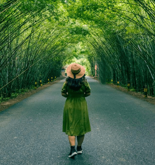 粤港澳大湾区旅游_肇庆旅游_肇庆游玩_中国最大的竹海_大...