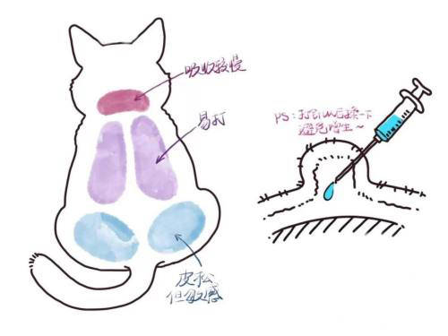 猫传腹441治疗怎么打针？需要注意什么？_猫咪