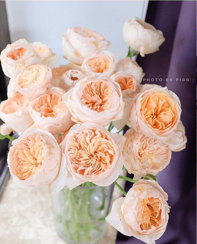 奥斯汀玫瑰,他用一生的坚守,换来全世界的喜爱!