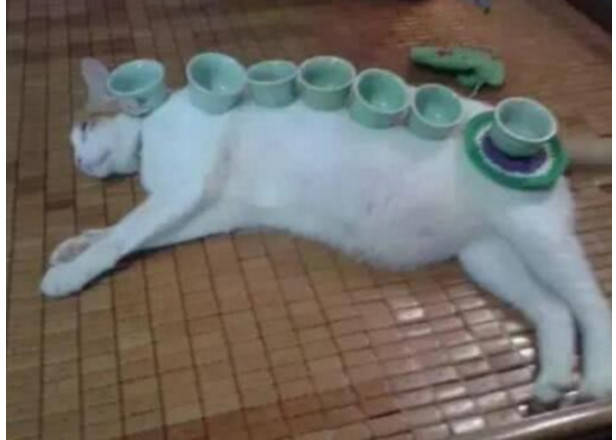 主人百般蹂躪虐待，高冷貓咪都無動於衷，背後真相讓人笑瘋 萌趣萌寵 第1张