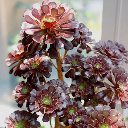 黑法师的养护相比其它花卉是很简单的,不过很多花友都说自己总是养不