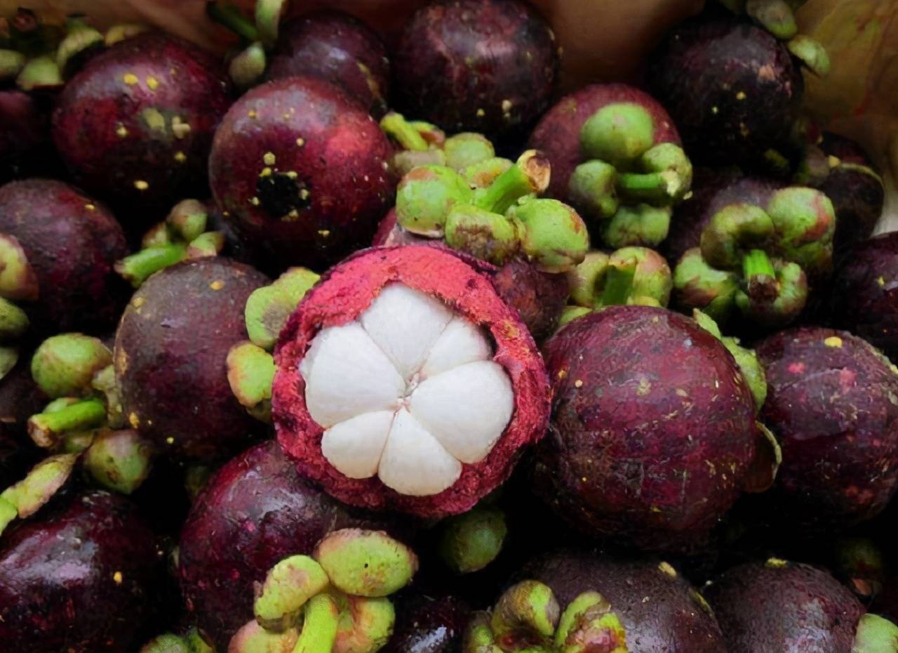 为啥山竹属于贵族水果,原来采摘时这么麻烦,难怪是"水果皇后"