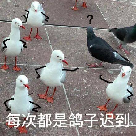 表情包|鳥 怎麼 想打架?