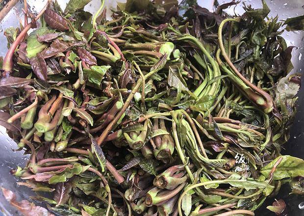 香椿不要腌制,教你一招,保存一年不会坏,冬天也能到吃香椿炒蛋