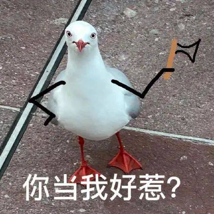 表情包|鳥 怎麼 想打架?