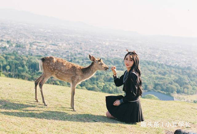在日本奈良旅行，不用去动物园大街都是小鹿，手握饼干追着你奔跑